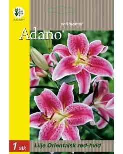 Blomsterløg assorterede varianter Frø Og Løg