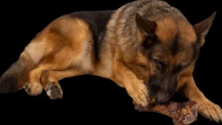 Online Slagterben 700 g Hundefoder, Kattemad Og Godbidder