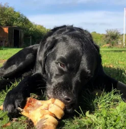 Discount Slagterben 1700-2000 g Hundefoder, Kattemad Og Godbidder