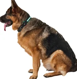 Best LED-halsbånd str. L Hundeseler Og Hundehalsbånd