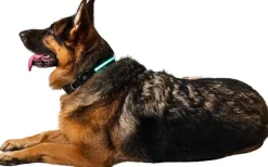 Best LED-halsbånd str. L Hundeseler Og Hundehalsbånd