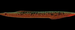 New Tobias Inline 18 g - Autumn Leaves Endegrej Og Madding