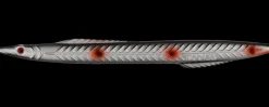 Tobias Inline 18 g - Black/silver Endegrej Og Madding