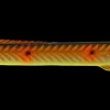 New Tobias Inline 18 g - Black/copper Endegrej Og Madding