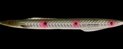 Sale Tobias Inline 18 g - Natural Sandeel Endegrej Og Madding