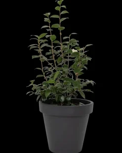 Sale Plantekrukke antracitgrå Ø48 cm Potter, Krukker Og Plantemøbler